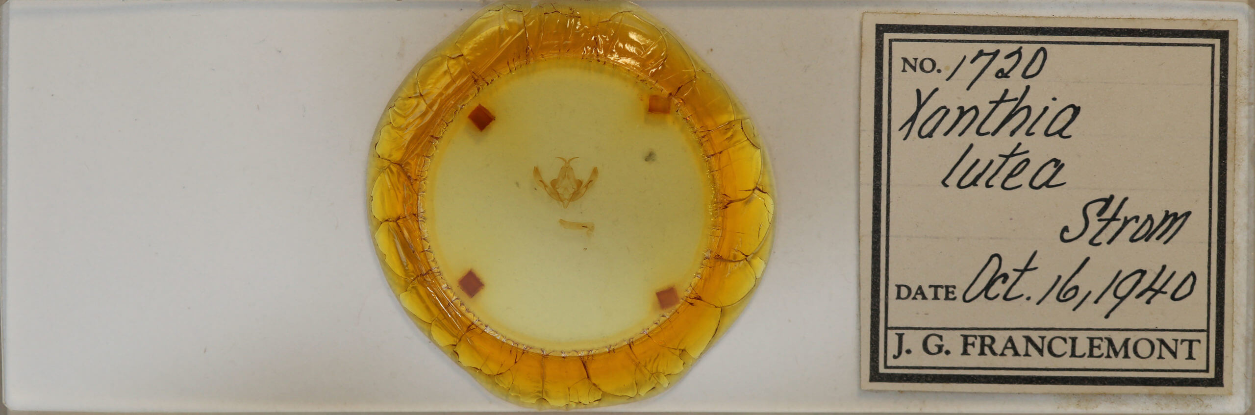 slide view of adult Xanthia togata