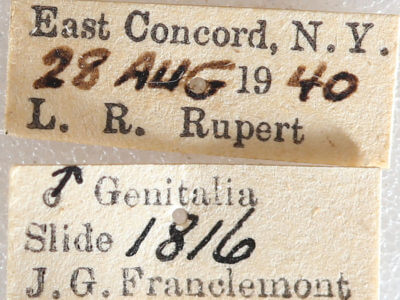 label view of adult Xestia dilucida