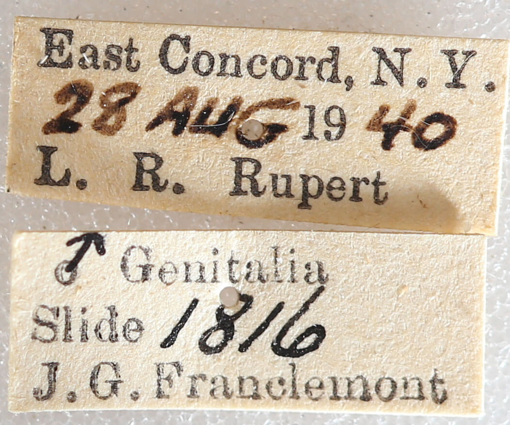 label view of adult Xestia dilucida
