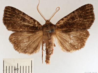 dorsal view of adult Xestia dilucida