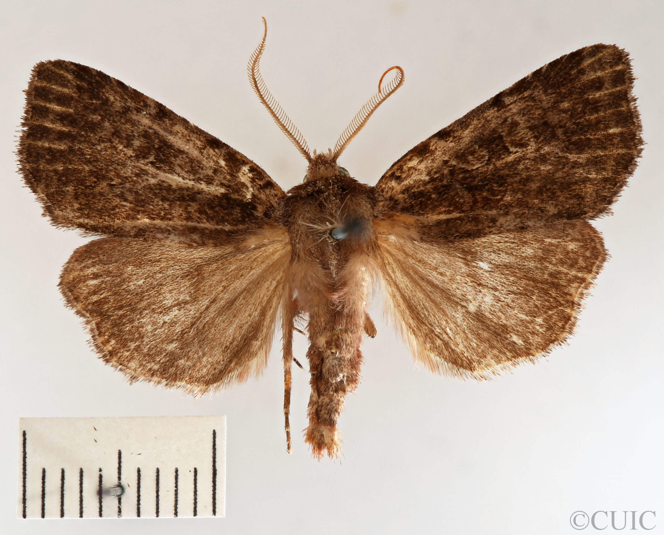 dorsal view of adult Xestia dilucida