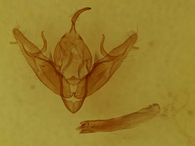 genitalia view of adult Xestia dilucida