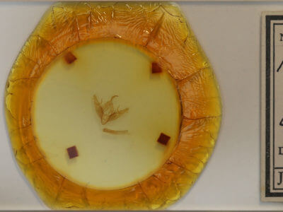 slide view of adult Xestia dilucida