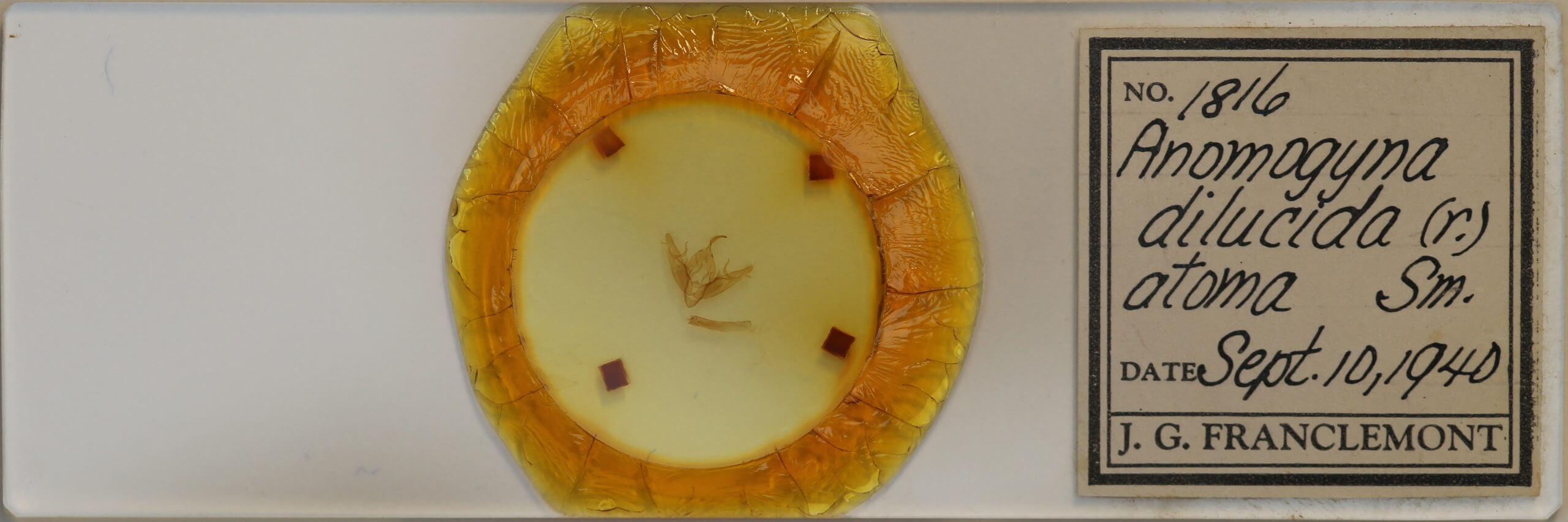 slide view of adult Xestia dilucida