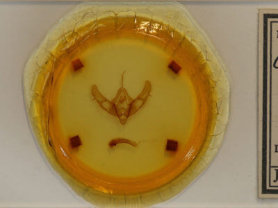 slide view of adult Xestia stupenda