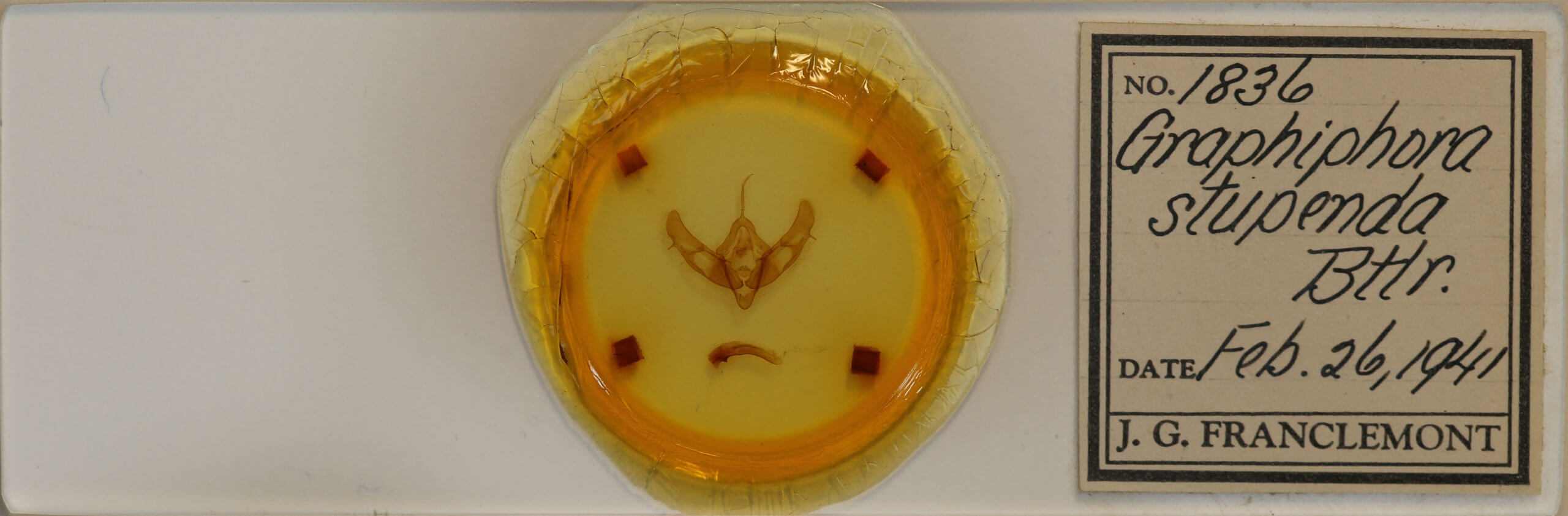 slide view of adult Xestia stupenda