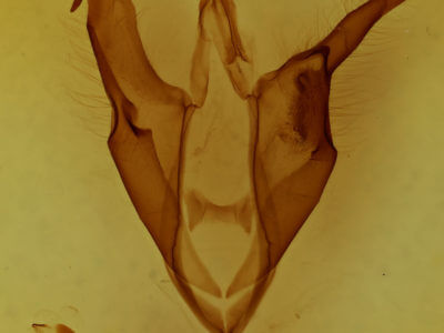 genitalia view of adult Zale aeruginosa