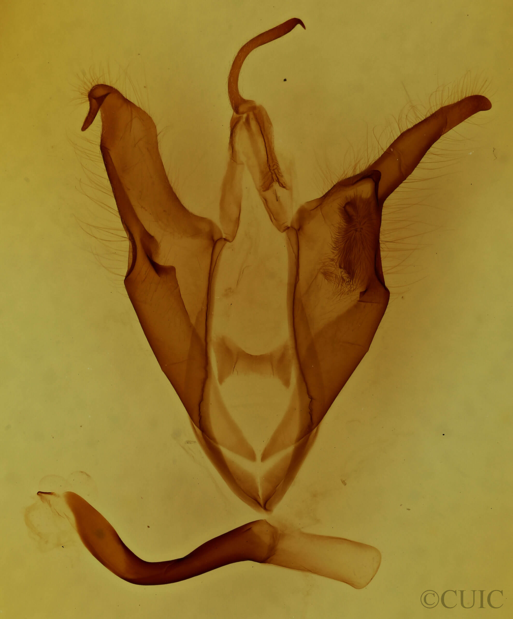 genitalia view of adult Zale aeruginosa