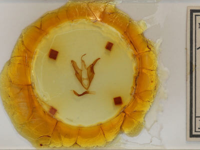 slide view of adult Zale aeruginosa