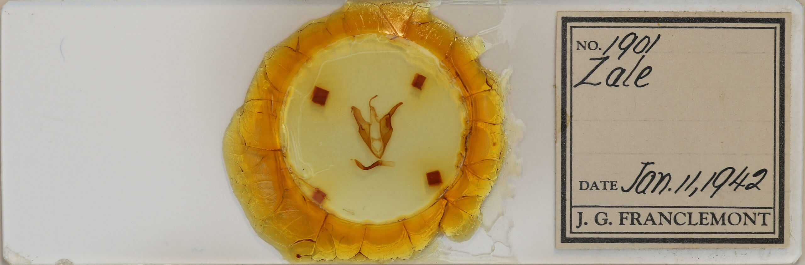 slide view of adult Zale aeruginosa