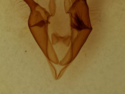 genitalia view of adult Zale metatoides