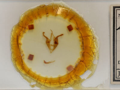 slide view of adult Zale metatoides