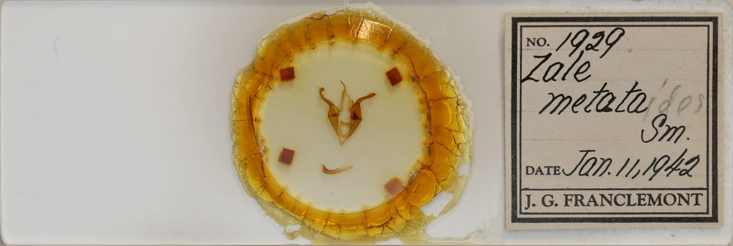 slide view of adult Zale metatoides