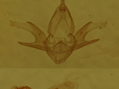 genitalia view of adult Zanclognatha cruralis