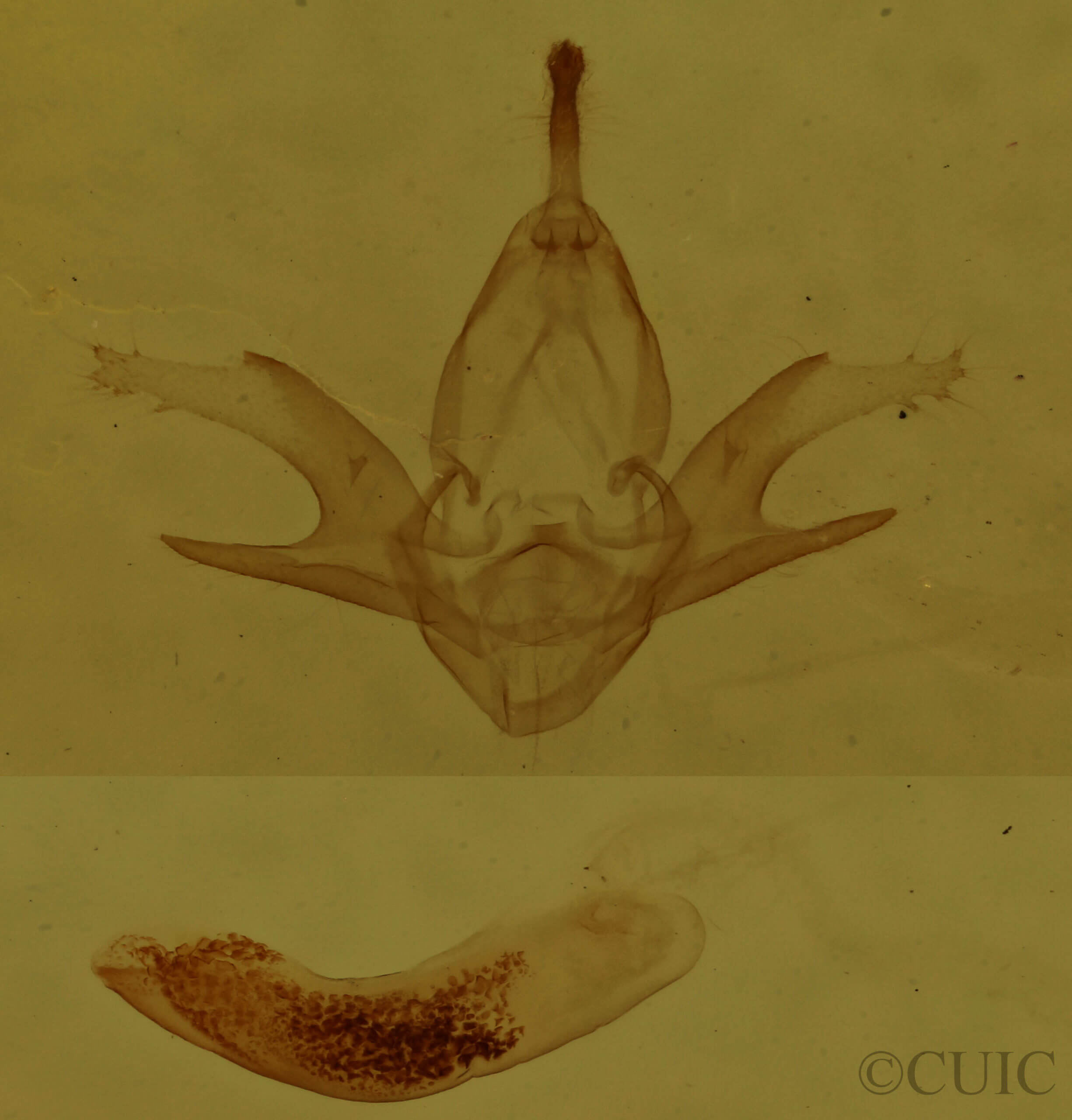 genitalia view of adult Zanclognatha cruralis