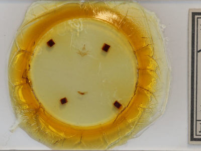 slide view of adult Zanclognatha cruralis