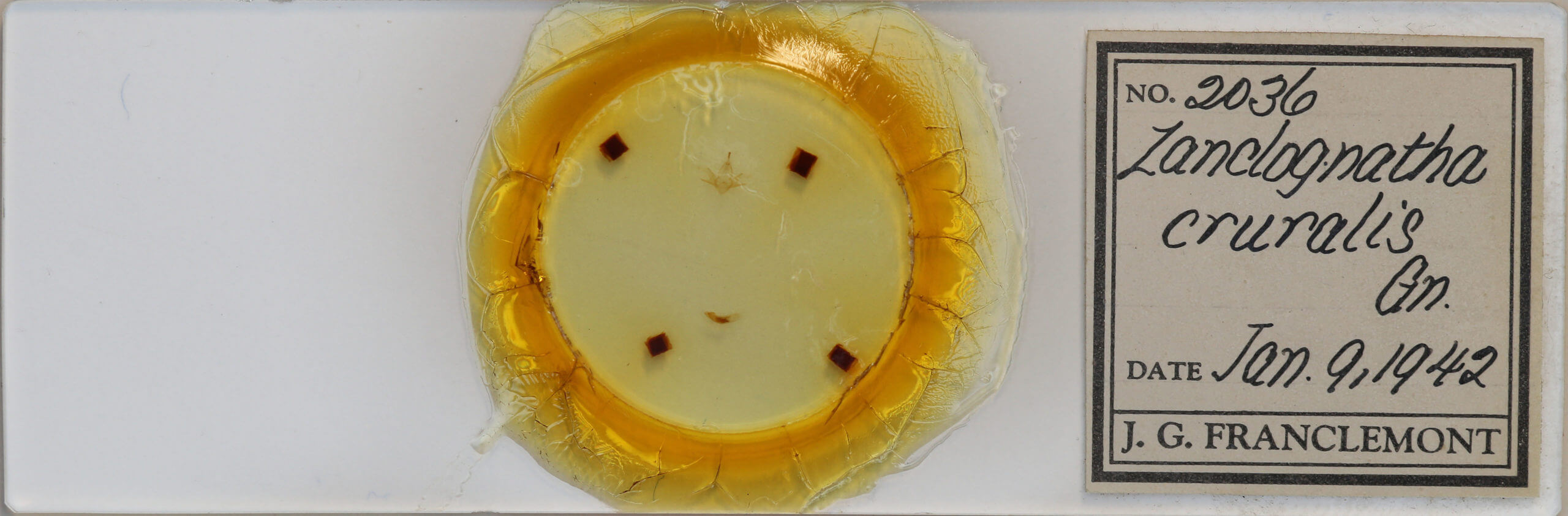 slide view of adult Zanclognatha cruralis