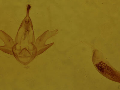 genitalia view of adult Zanclognatha cruralis