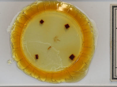 slide view of adult Zanclognatha cruralis