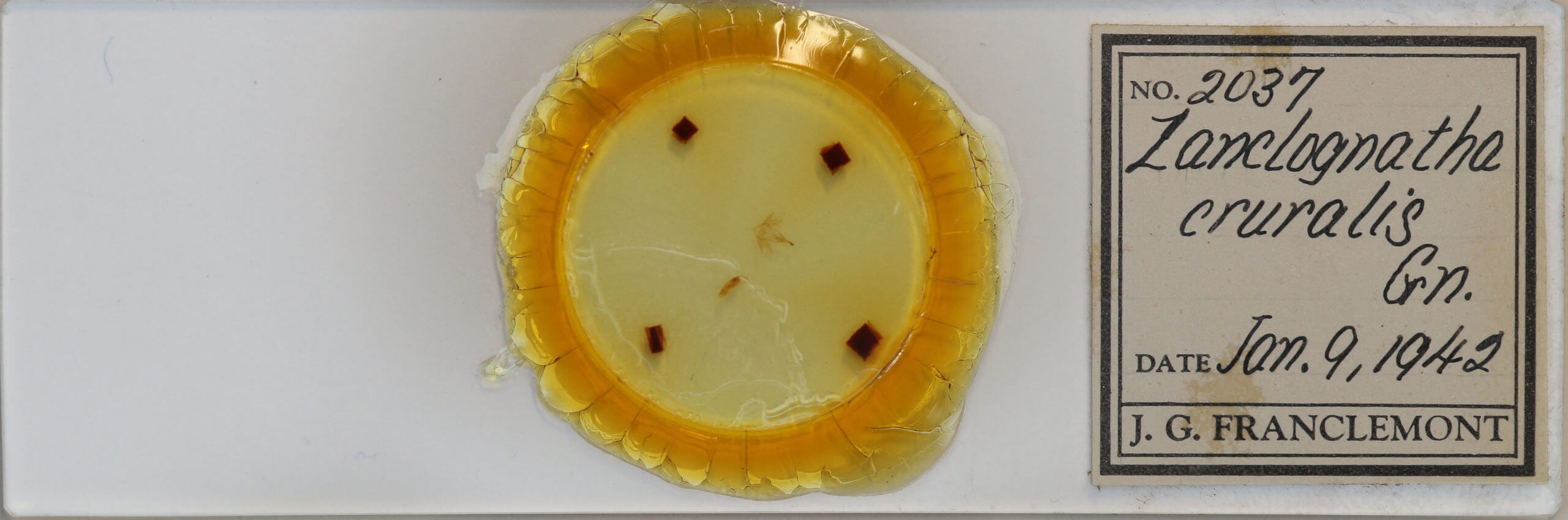 slide view of adult Zanclognatha cruralis