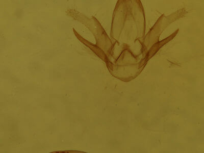 genitalia view of adult Zanclognatha cruralis