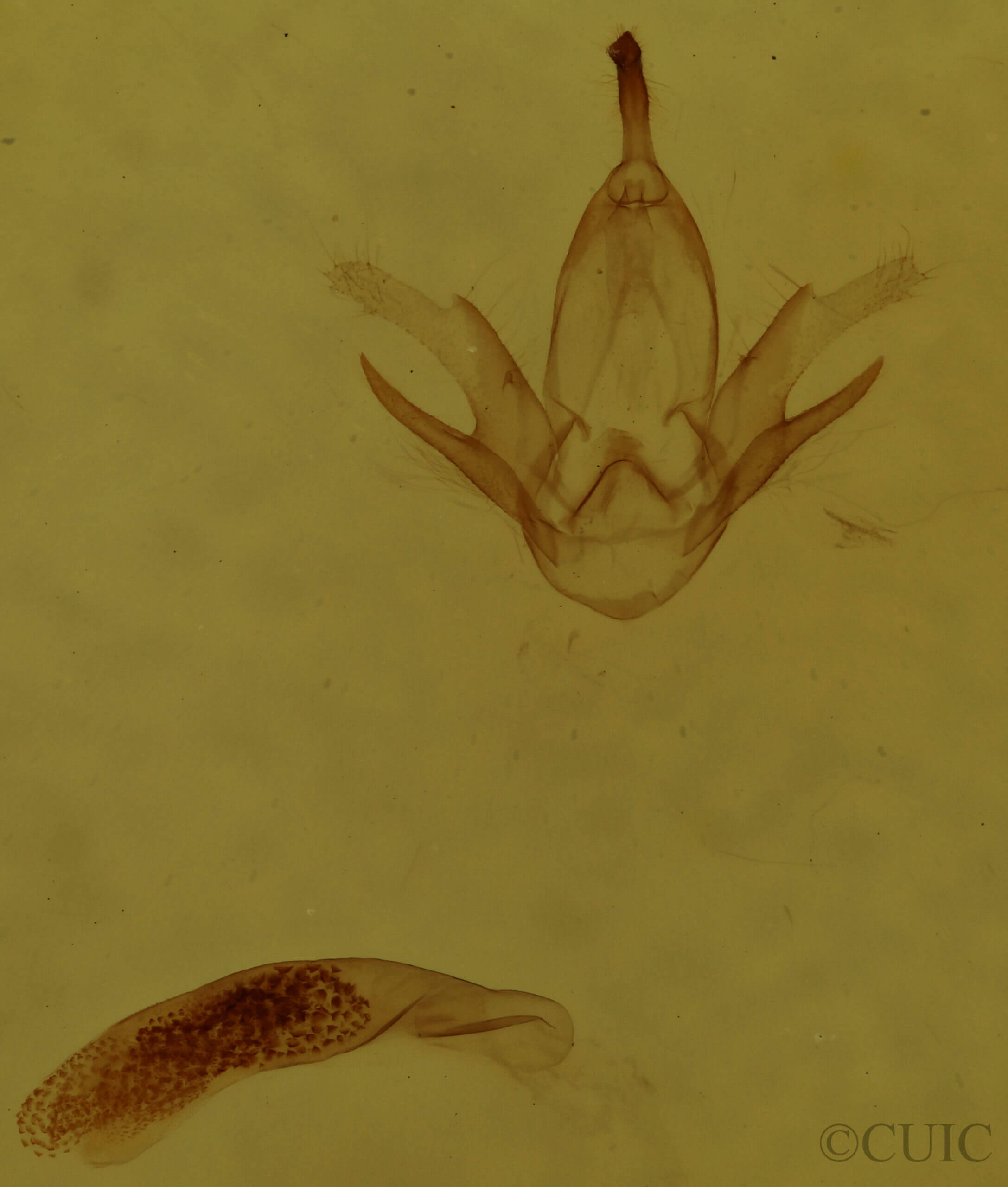genitalia view of adult Zanclognatha cruralis