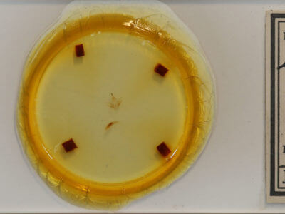 slide view of adult Zanclognatha cruralis