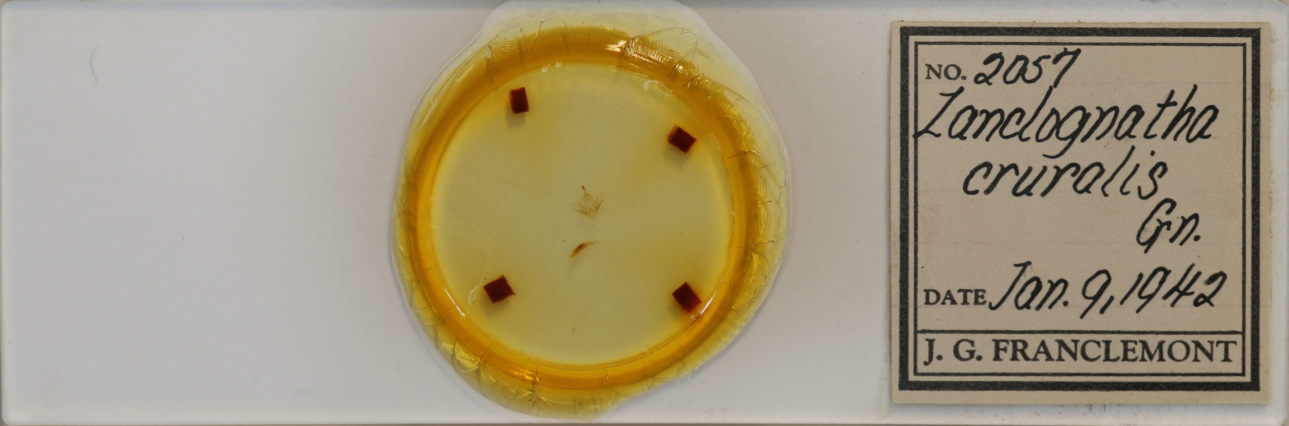 slide view of adult Zanclognatha cruralis