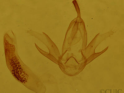 genitalia view of adult Zanclognatha cruralis