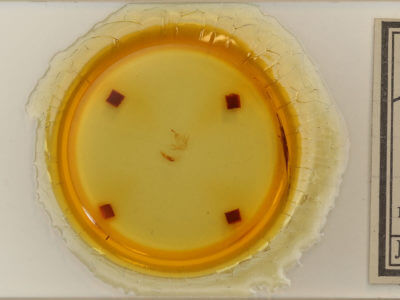 slide view of adult Zanclognatha cruralis