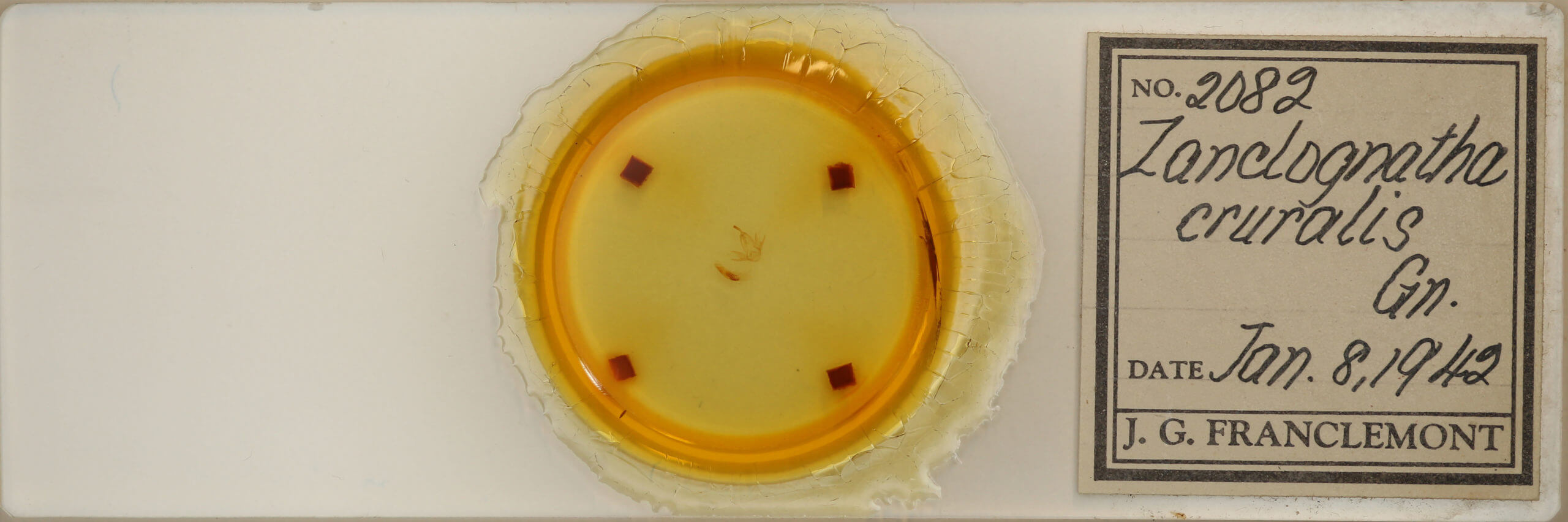 slide view of adult Zanclognatha cruralis