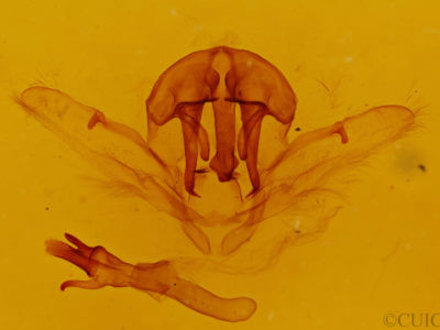 genitalia view of adult Schizura badia
