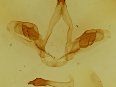 genitalia view of adult Oedemasia semirufescens