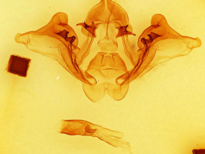 genitalia view of adult Datana drexelii