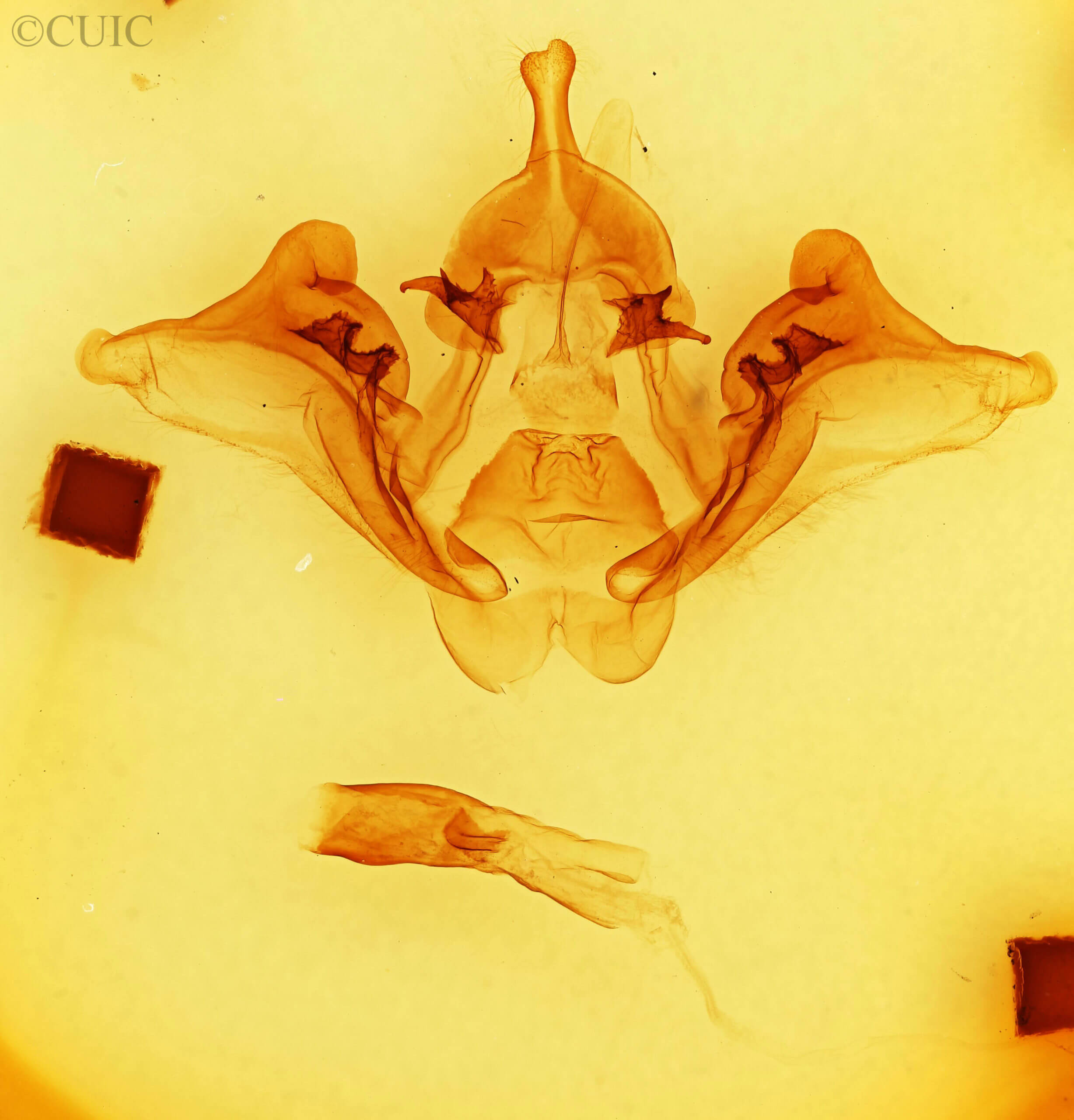 genitalia view of adult Datana drexelii