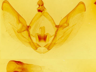 genitalia view of adult Disphragis tharis