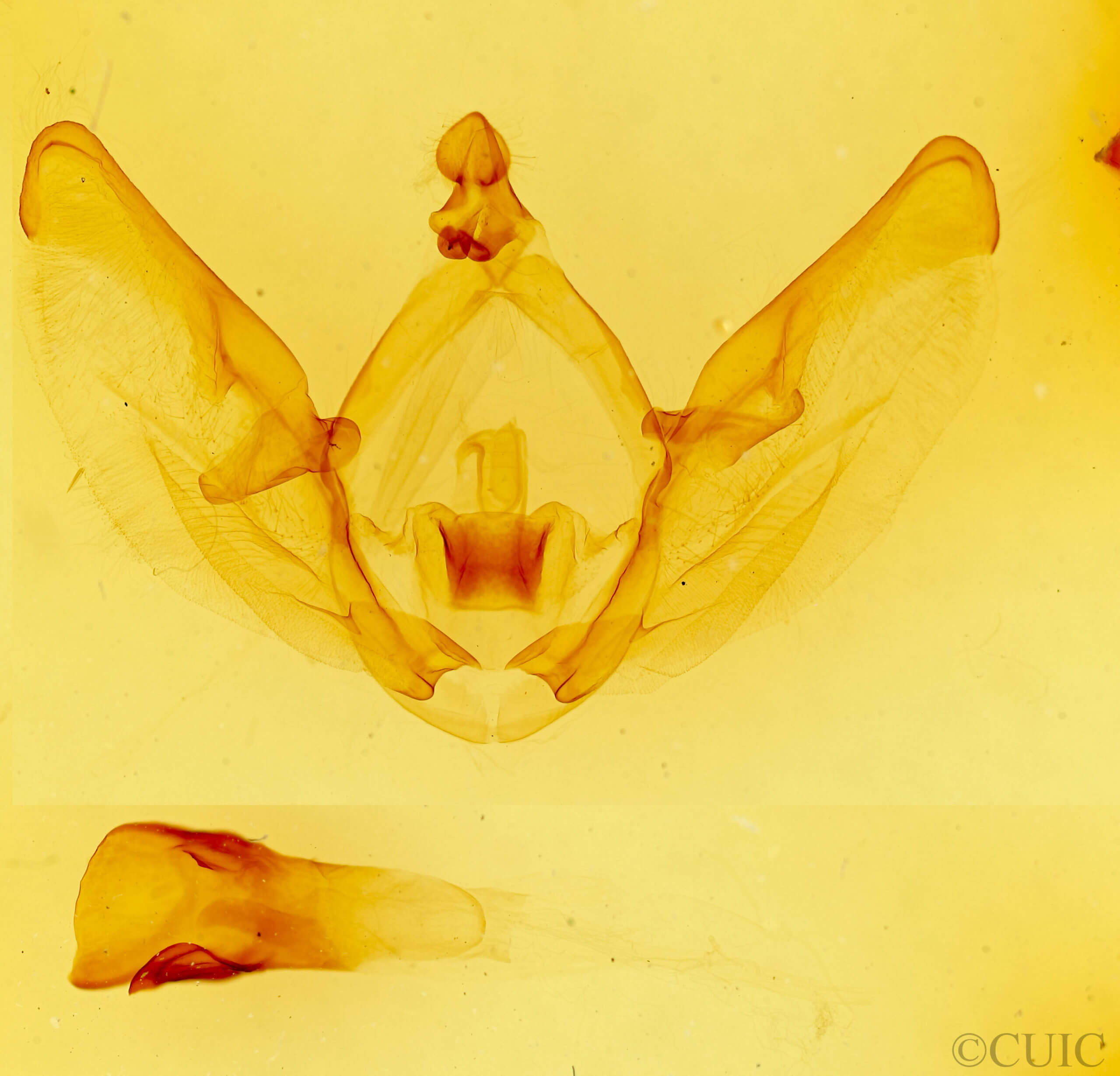 genitalia view of adult Disphragis tharis