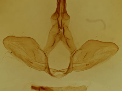 genitalia view of adult Oligocentria violascens
