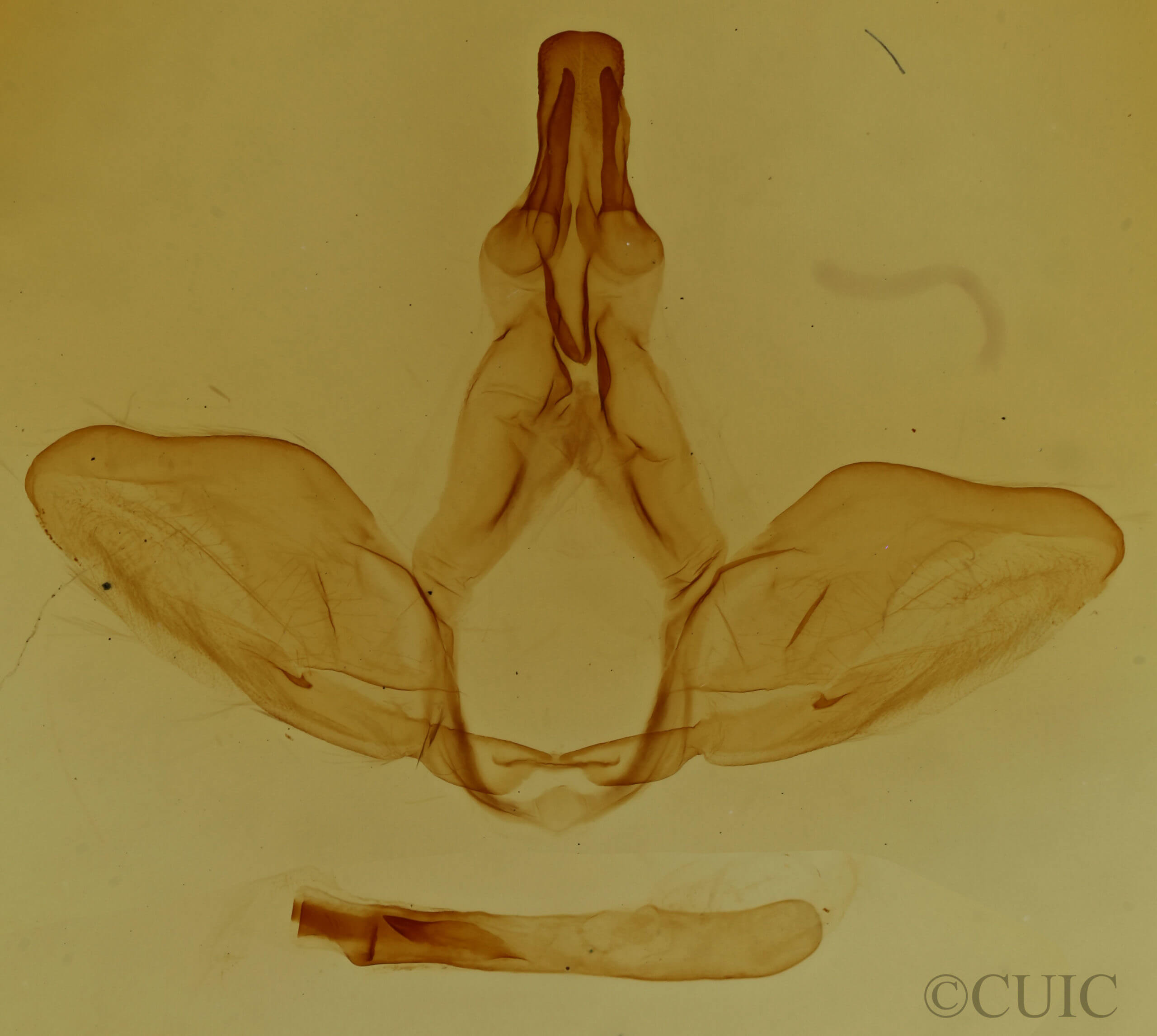 genitalia view of adult Oligocentria violascens