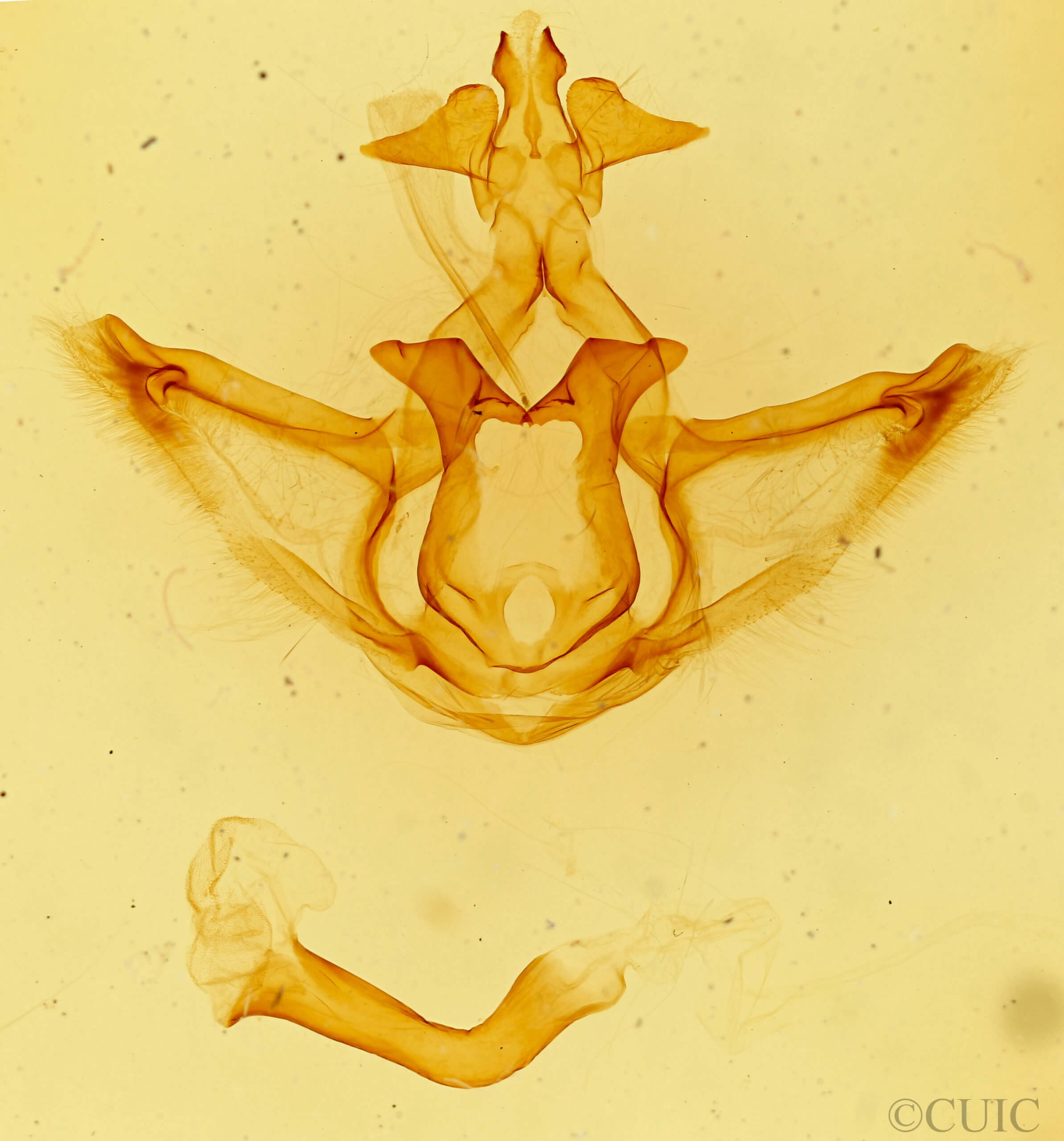 genitalia view of adult Didugua argentilinea