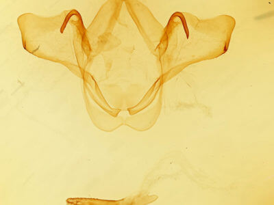 genitalia view of adult Heterocampa umbrata