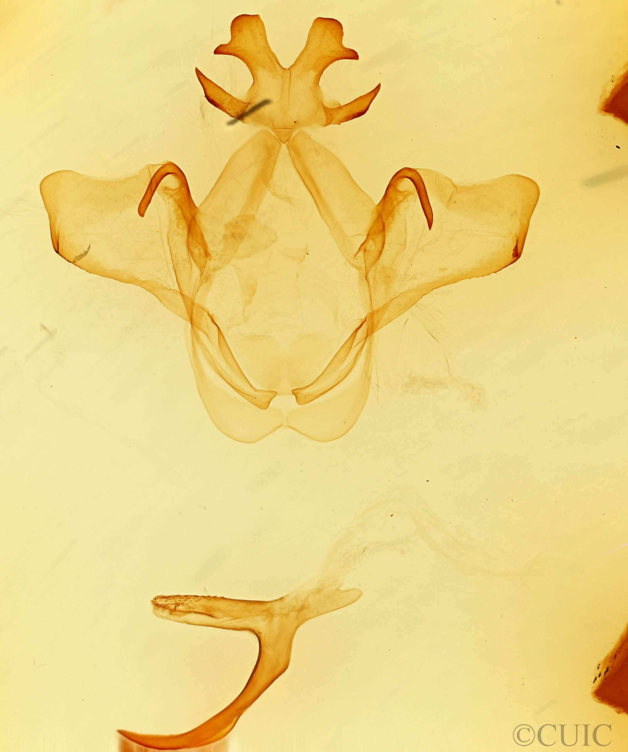 genitalia view of adult Heterocampa umbrata
