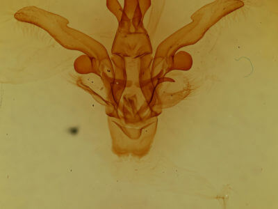 genitalia view of adult Dasylophia anguina