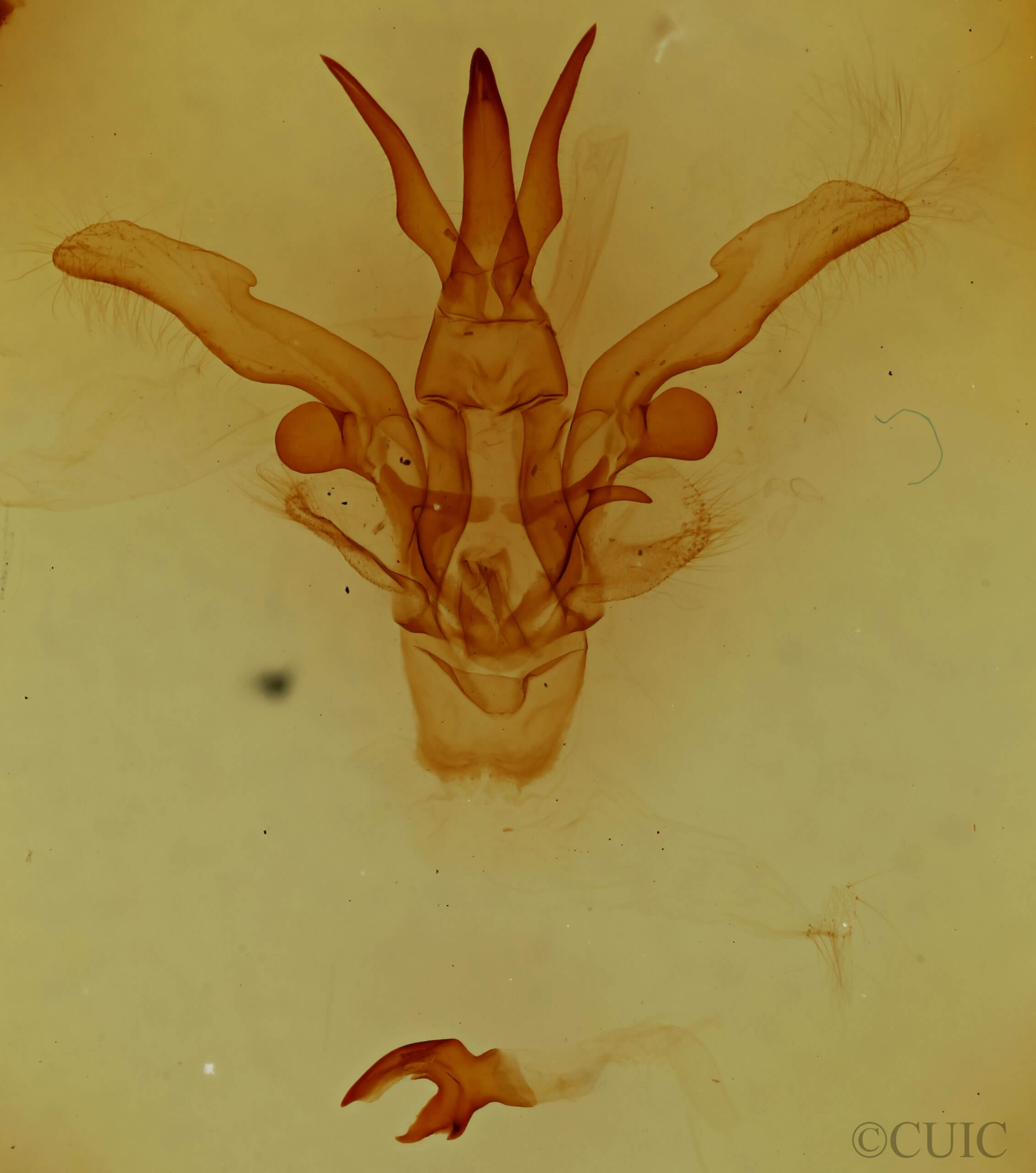 genitalia view of adult Dasylophia anguina