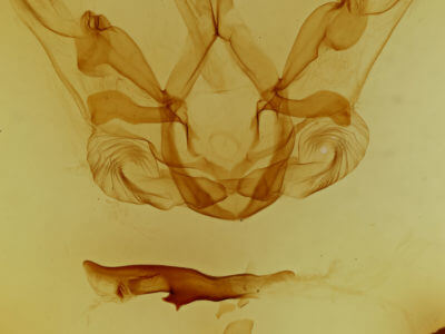 genitalia view of adult Nystalea eutalanta