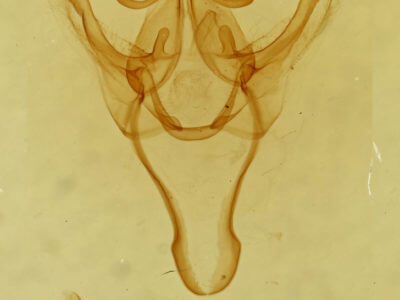 genitalia view of adult Litodonta hydromeli