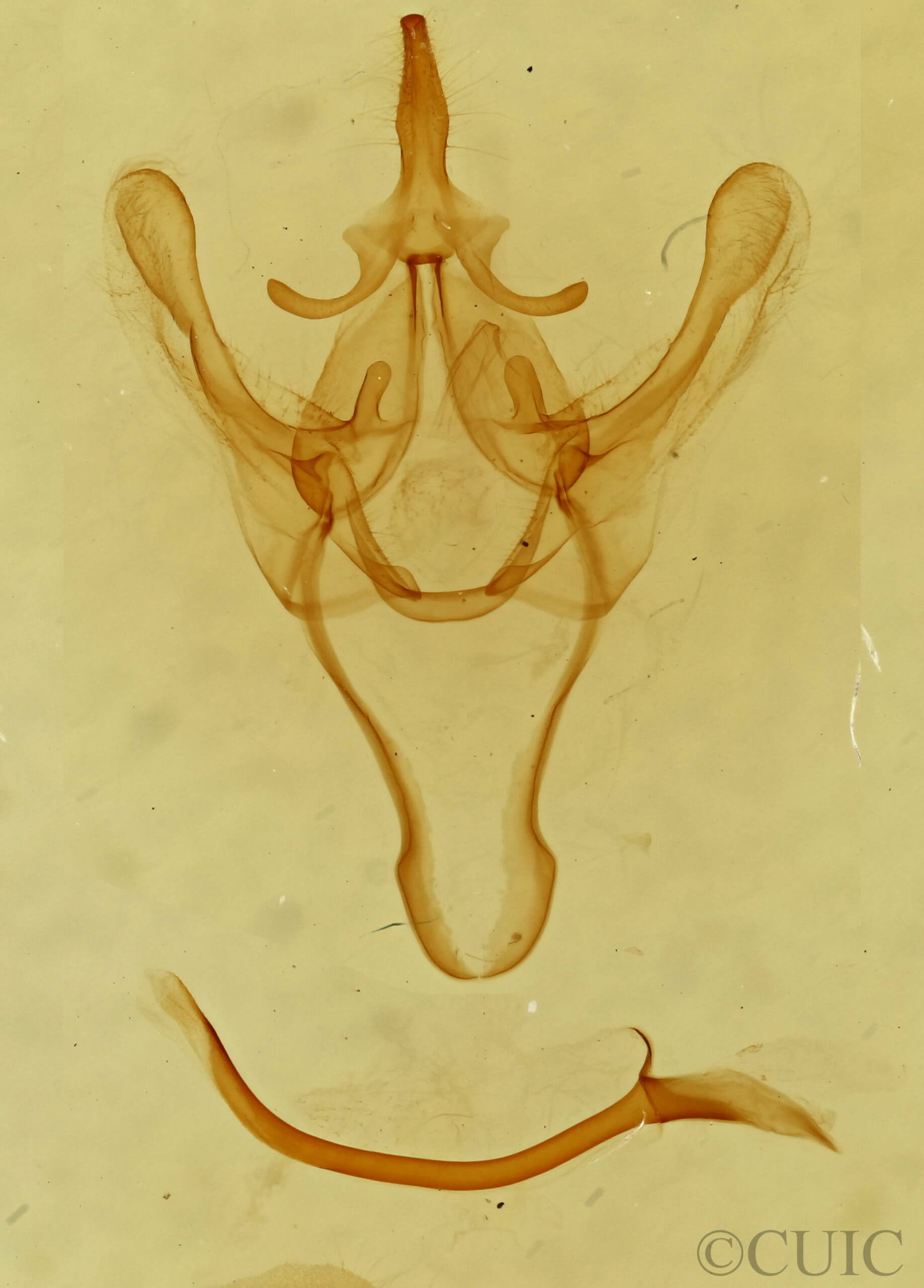 genitalia view of adult Litodonta hydromeli