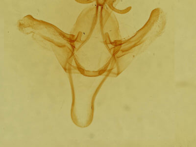genitalia view of adult Litodonta contrasta