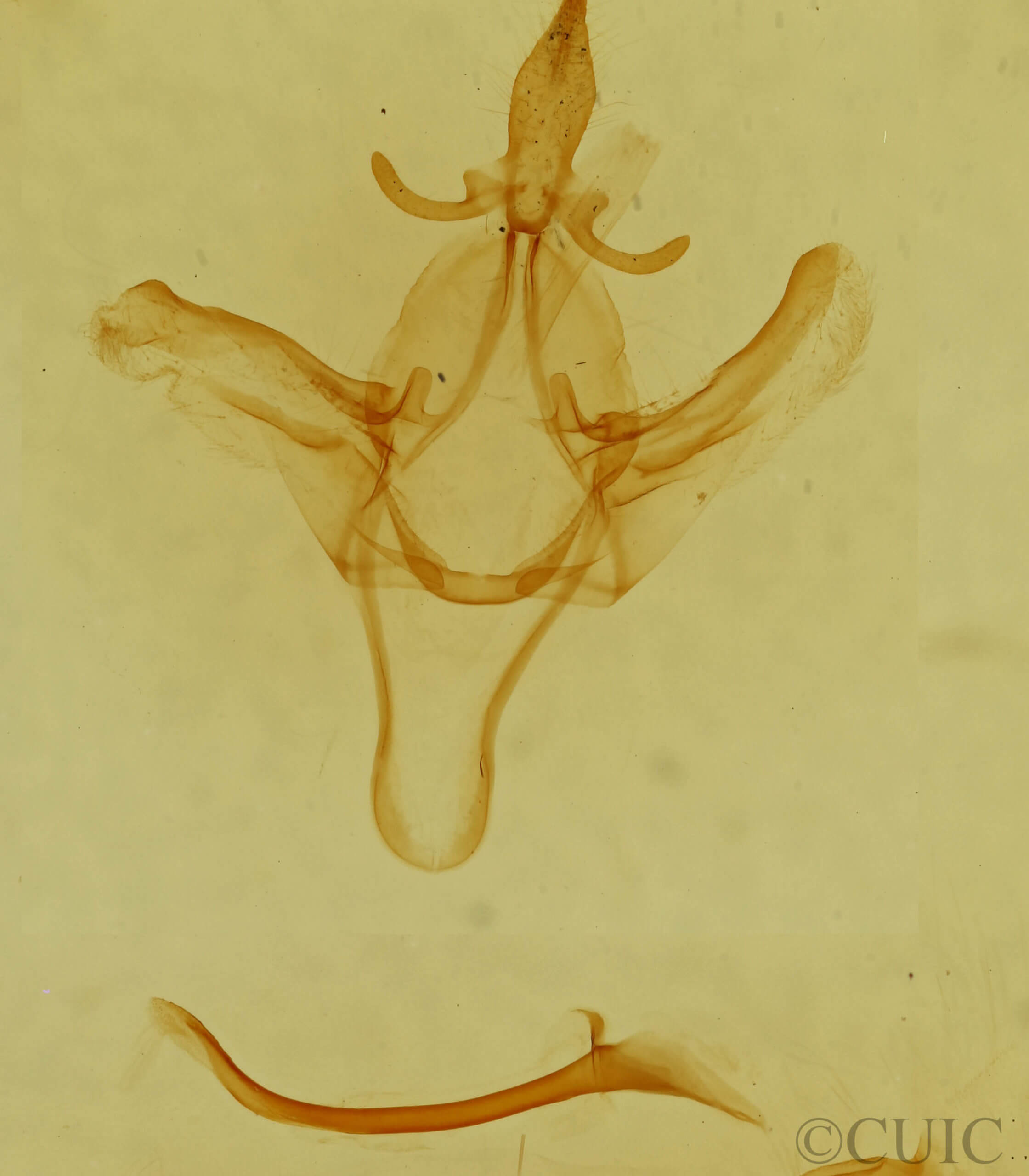genitalia view of adult Litodonta contrasta