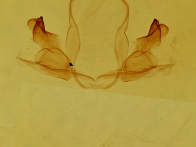 genitalia view of adult Coelodasys apicalis